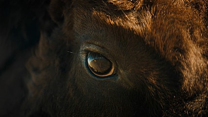 Blackfeet Buffalo Yo-Yo Ma